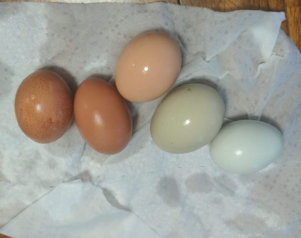 Eggs from our 5 chickens